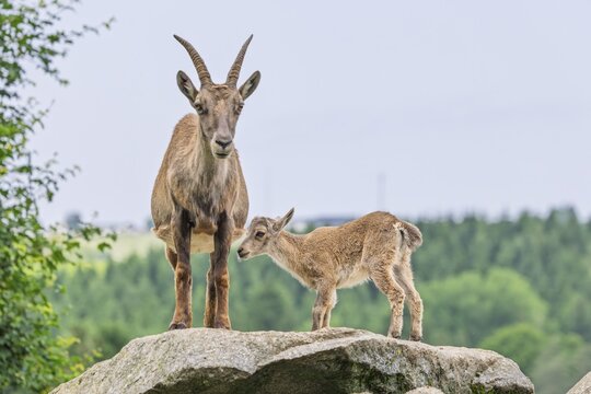 An adult female ibex (Capra ibex) stands on a rock and suckles her young. A forest can be seen in the background. Carinthia, Austria