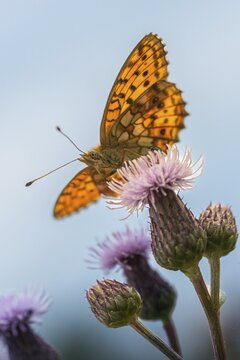 Brenthis Ino, Lesser Marbled Fritillary, Meadowsweet Pearl Butterfly, Purple Silver Butterfly, High Size, Portrait Format, Insects, Butterfly, Butterflies