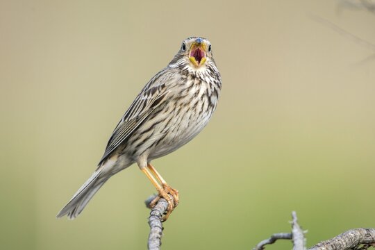 Brandenburg, Corn Bunting, Germany, Emberiza Calandra, Corn Bunting, Miliaria Calandra, Nabu, Nabu Project, National Natural Heritage, Gr&uuml;nhaus Nature Paradise, Post-Mining Landscape, Birds, Call, Song, Gr&uuml;nhaus, Passeri, Call, Singing, Songbirds, Birds