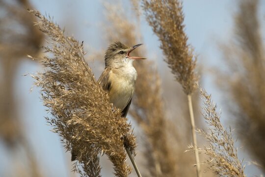 Acrocephalus Arundinaceus, Brandenburg, Germany, throttle warbler, Great Reed Warbler, Nabu, Nabu project, national natural heritage, natural paradise Gr&uuml;nhaus, post-mining landscape, birds, call, song, green house, passeri, singing, songbirds, birds, warbler