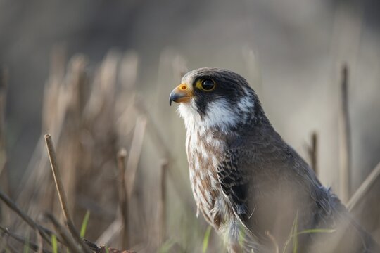 Falco vespertinus, red-footed falcon, red-footed falcon, birds, falconiformes, falcons, birds of prey, raptors, birds