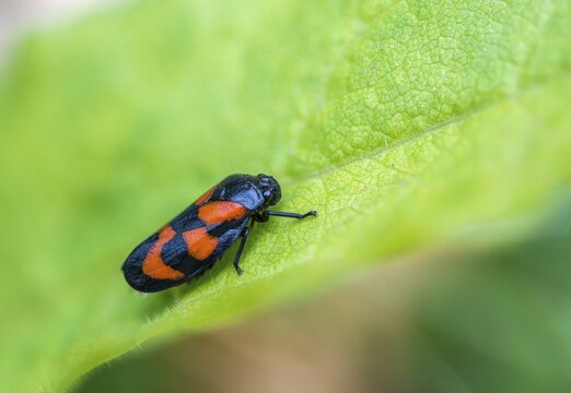 Blood cicada, cercopis vulnerata, cicadomorpha, common blood cicada, hemiptera, red-and-black froghopper, rhynchota, round-headed cicadas, beak kerves, froghoppers, insects, insects