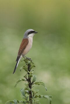 Lanius Collurio, red-backed shrike, redback shrike, birds, passeri, songbirds, songbirds, birds, shrikes