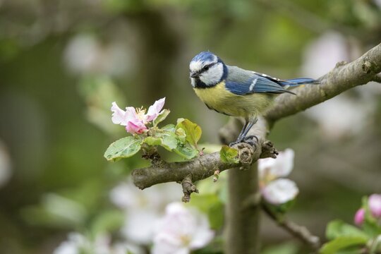 Blue tit, fruit tree blossom, parus caeruleus, birds, spring, garden birds, tits, passeri, songbirds, song birds, jump, tits, birds