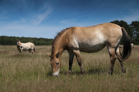 Asian wild horse, Equus Przewalskii, Mongolian wild horse, odd-toed ungulates, perissodactyla, Przewalski's horse, tachi, horses, mammals, horses, mammals, impair ungulates
