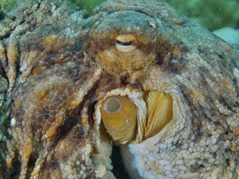 Close-up of a Common Octopus (Octopus vulgaris), showing the detailed texture of its skin and its alert eye underwater, at the Cap de Creus Marine Reserve dive site, Rosas, Costa Brava, Spain, Mediterranean Sea