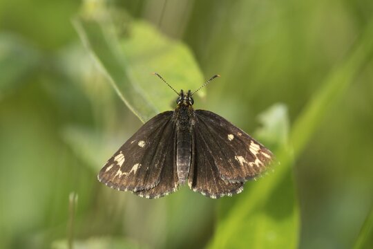Hesperiidae, heteropterus morpheus, large chequered skipper, mirrorspot thighead, butterfly, thighead, insects, butterfly, butterflies