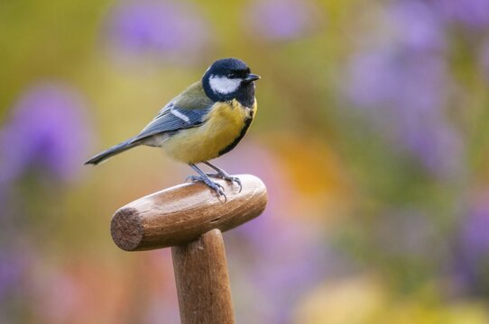 Great tit, great tit, parus major, birds, garden, tits, passeri, songbirds, songbirds, tits, birds