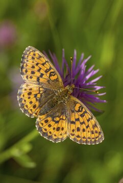 Brenthis Ino, Lesser Marbled Fritillary, Meadowsweet Pearl Butterfly, Purple Silver Butterfly, Insects, Butterfly, Butterfly, Butterflies
