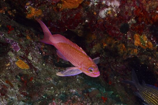 Pink Mediterranean flag bass (Anthias anthias) swims close to a colorful and textured underwater reef in the Mediterranean near Hy&egrave;res, Giens Peninsula dive site, Porquerolles, Provence, C&ocirc;te d'Azur, France