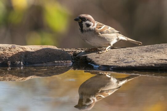 Tree Sparrow, Passer Montanus, Sparrow, Tree Sparrow, Bath, Bird Bath, Birds, Passeri, Songbirds, Sparrow, Sparrow, Sparrow, Sparrow, Watering Place