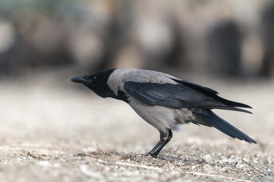 Corvus cornix, hooded crow, birds, call, corvidae family of birds, passeri, corvids, call, songbirds, birds