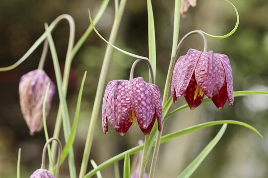 Snake's head fritillary (Fritillaria meleagris), flowers in a meadow, inflorescence, early bloomer, spring, Wilnsdorf, North Rhine-Westphalia, Germany
