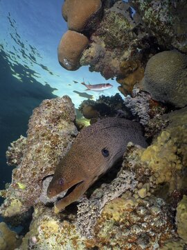Giant Moray (Gymnothorax javanicus) moray in the backlight. Dive site House Reef, Mangrove Bay, El Quesir, Red Sea, Egypt