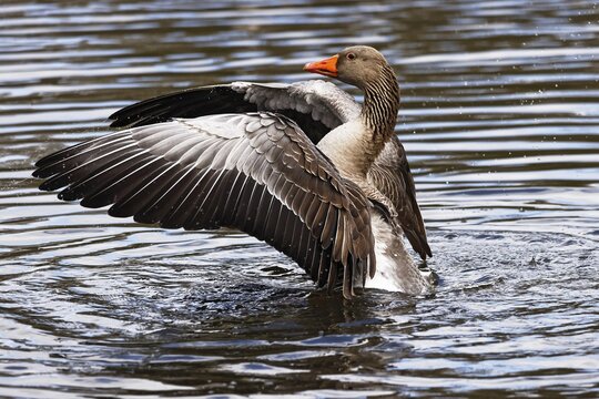 Greylag goose (Anser anser) in the water flapping its wings, Schleswig-Holstein, Germany