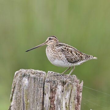Snipe (Gallinago gallinago), standing on fence post of a pasture, on moorland, snipe birds, wildlife, nature photography, Ochsenmoor, Naturpark D&uuml;mmer See, H&uuml;de, Lower Saxony, Germany