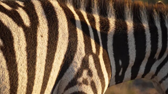 Close-up of a zebra's iconic black and white striped fur in warm sunlight.