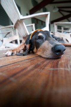 Pretty slipping dog