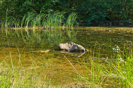 A murky pond or slow-moving water body is surrounded by green reeds. A large dark object, possibly a rock or log, is partially submerged in the center - Church Wood and Old Quarry, Bury, UK