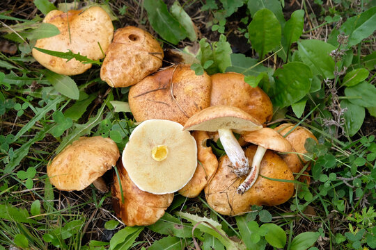 edible mushrooms of yellow boletus, suillus tridentinus (family Boletaceae, Suillus, Boletus granulatus), growing in grass. Picking wild fresh mushrooms in forest. top view