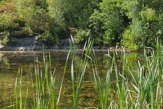 a tranquil pond, featuring tall green reeds in the foreground. Lush trees and rocky banks reflect in the calm water on a bright day - Church Wood and Old Quarry, Bury, UK