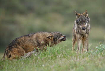 Wolf with raised fur growling at another in a tense meadow encounter © Antonio