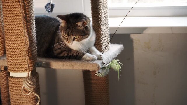 Interactive toys support healthy activity and mental stimulation for indoor cats. A tabby cat watches and reaches toward a hanging feather toy while resting on a cat tree
