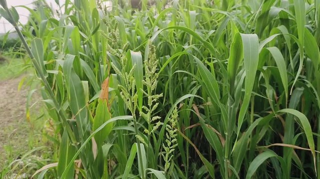 Lush Green Field of Sorghum Crops