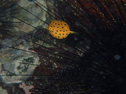 Yellow boxfish juvenile swimming near sea urchin underwater