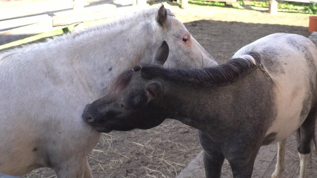 A white bearded pony and a brown one with a pigtail in their mane groom each other in an enclosure on an eco-friendly farm in the summer as a concept for raising pets and caring for them during the su