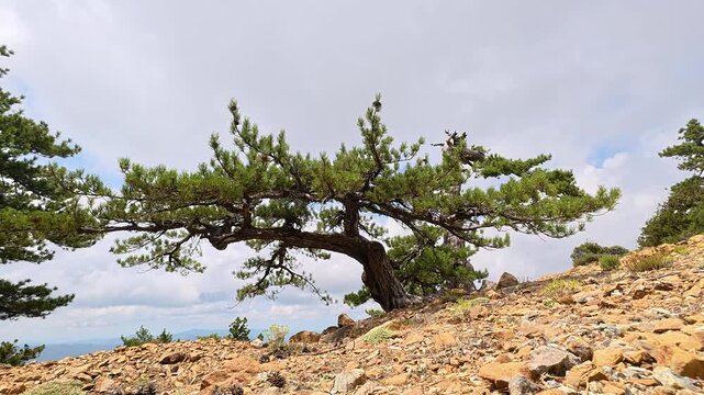 Old majestic pine tree on a rocky mountain slope in Troodos, Cyprus. 4K static shot with dramatic clouds and blue sky background
