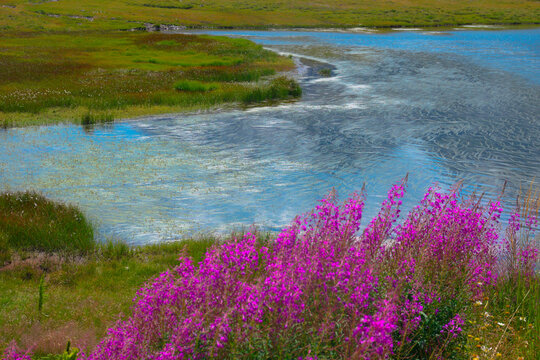 Blooming of Chamaenerion angustifolium. at bernina Pass, Switzerland - The plant is commonly know as  fireweed, great willowherb. it is also known by the taxonomic synonyms Epilobium angustifolium. 