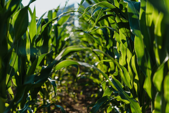 Lush green corn leaves grow tall against a clear blue summer sky in a thriving agricultural field. Sustainable farming and natural rural environment concept.