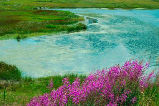 Blooming of Chamaenerion angustifolium. Lej Pitschen, Bernina Pass, Canton of Grisons, Switzerland
It is also know as  fireweed, great willowherb and the taxonomic synonyms Epilobium angustifolium. 