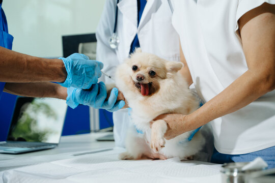 Two doctors are examining him. Veterinary medicine concept. Pomeranian in a veterinary clinic.