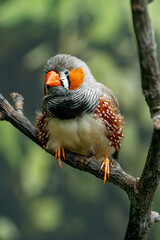 Obraz premium Male zebra finch bird perched on tree branch close up macro view