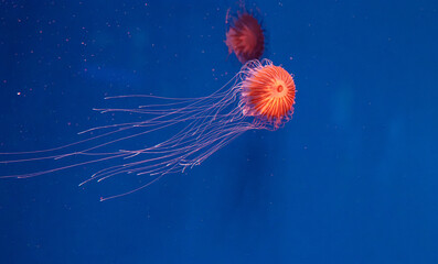 Vibrant orange sea nettle jellyfish swimming in blue water © Minakryn Ruslan 