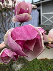 Macro of a single delicate pink magnolia flower blooming in a spring morning © Олена Тихонова