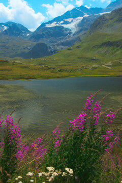 Alpine lake Lej Pitschen, Bernina Pass, in the canton of Graub&uuml;nden (Grisons), Switzerland. In the foreground a wonderful blooming of Chamaenerion angustifolium.