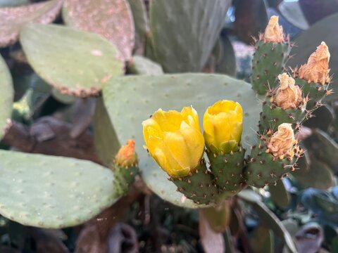 Opuntia ficus-indica plant in bloom (Indian fig opuntia, fig opuntia, or prickly pear)