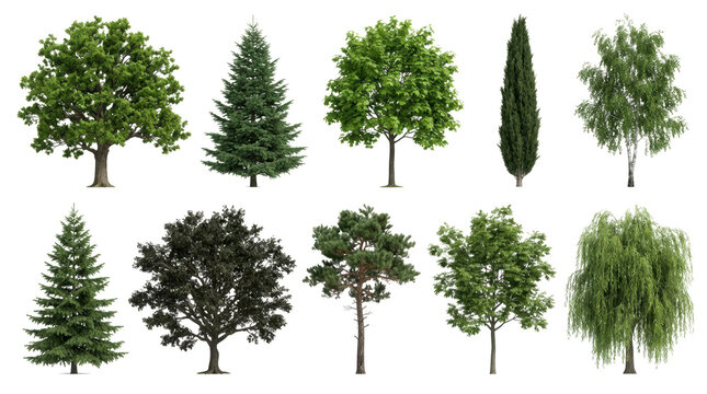 Collection of various deciduous and coniferous trees isolated on transparent background