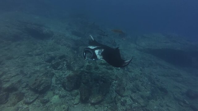 Giant Oceanic Manta Ray Gliding Above Rocky Seabed