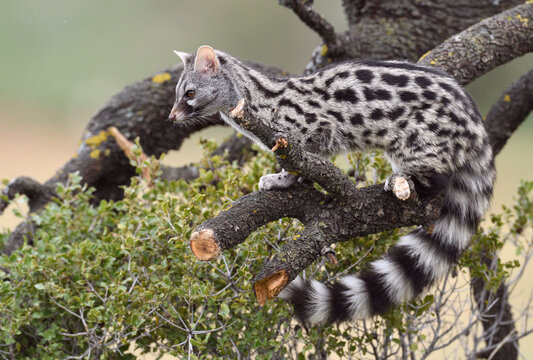Common genet perched alertly on a tree branch in its natural habitat