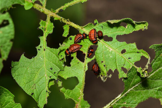 Macro photograph of Colorado potato beetle larvae Leptinotarsa decemlineata eating damage damaged potato green leaf in agricultural garden field pest infestation control concept
