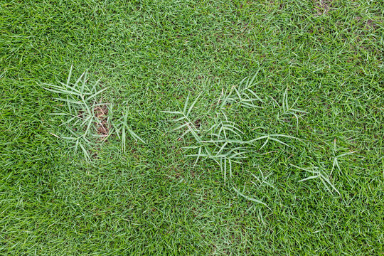Wild Invasive Grass Growing in Fine Home Lawn Turf