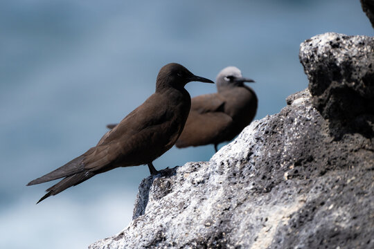 Dark seabirds rest together on pale guano-covered volcanic rocks