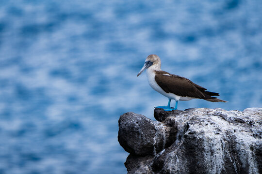 A blue-footed booby perches on white guano-stained lava