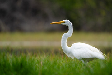 A great egret stands among tall grasses in an Isabela wetland © Josu