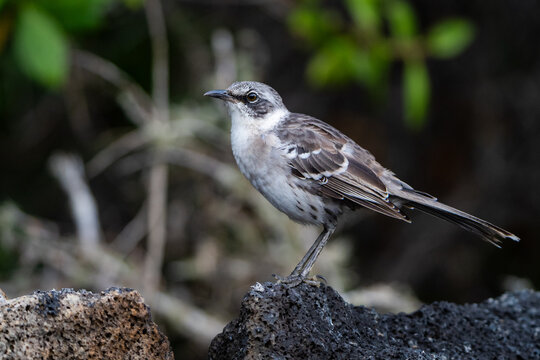 A Galapagos mockingbird perches on a sunlit volcanic rock