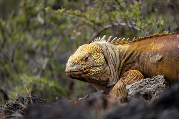 Fototapeta premium Close portrait of a Galapagos land iguana in an arid habitat